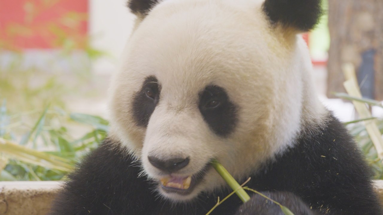 Zoo Vienna Willkommenszeremonie für das neue Panda-Paar