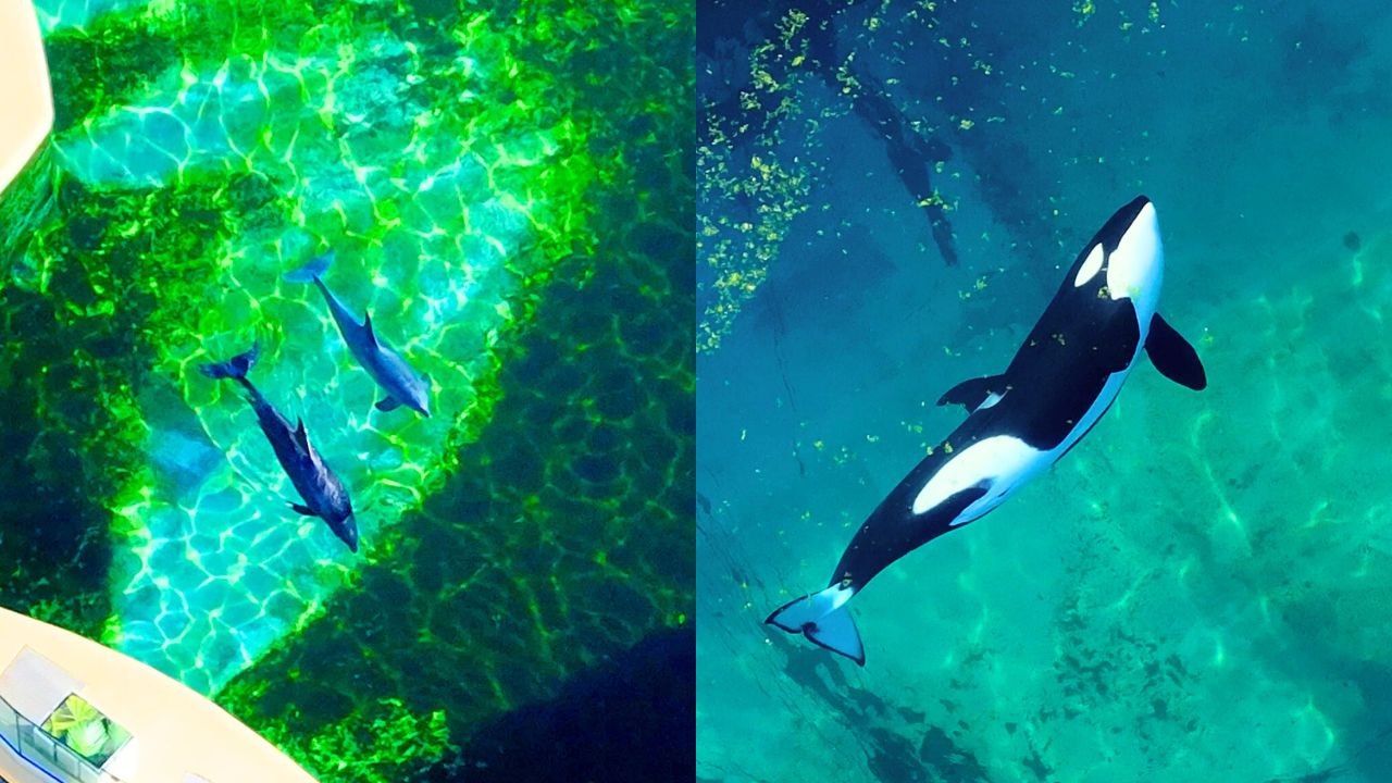 Footage shows France's last two remaining orcas stuck in park months after closure