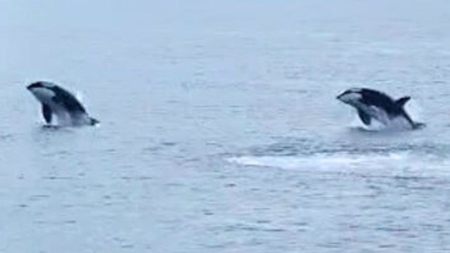 Segler filmt vier Orcas vor der Küste Schottlands