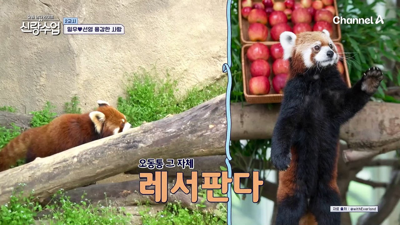 ★판다 등장★ 놀이공원에서 판다 보는 일우♥선영, 손 꼭 잡고 남겨 보는 기념사진까지!