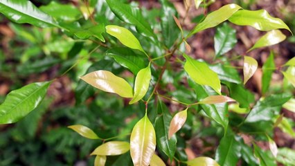 في إندونيسيا... القرنفل ثروة تأفل بسبب التغيّر المناخي