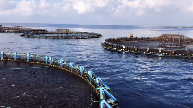 Se presenta la tercera Memoria de Sostenibilidad de la acuicultura española