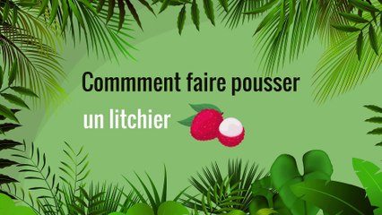 Comment faire pousser un litchi ? 🌱