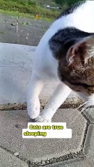 Why Cats Sleep So Much