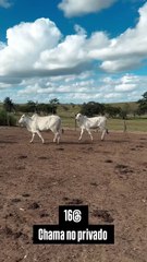 Davi Brito anuncia venda de gado menos de 24 horas após abrir novo negócio; entenda