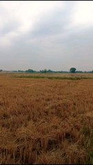 pure real simple lifestyle of villageside punjab pakistan