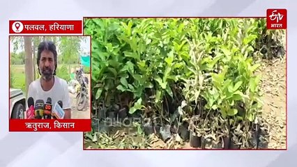 पलवल में पहली बार ताइवान पिंक अमरूद की खेती, कृषि विभाग का भी मिल रहा सहयोग