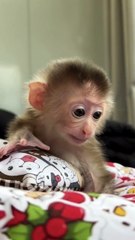 Pure Joy! Baby Monkey Having the Time of Its Life! 🐒❤️