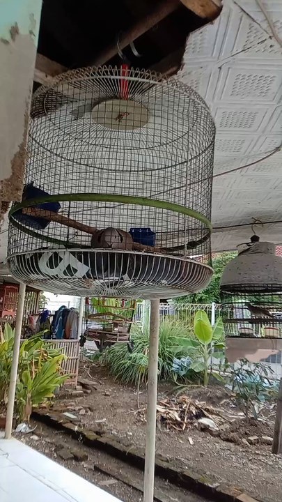 manuk puter gacor