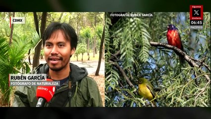 Refugio de biodiversidad: se registra avistamiento de aves en la CDMX
