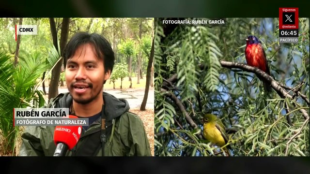 Refugio de biodiversidad: se registra avistamiento de aves en la CDMX