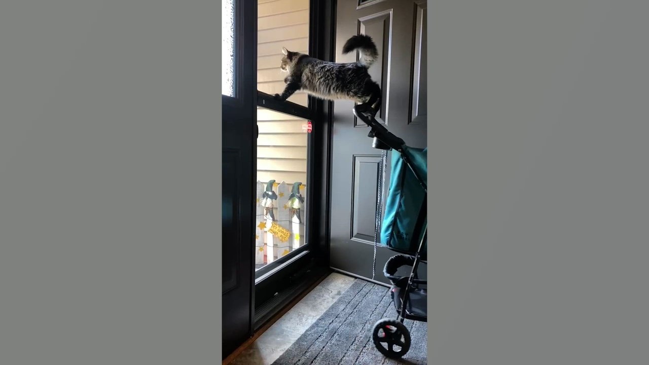 Fur-tastic Fails