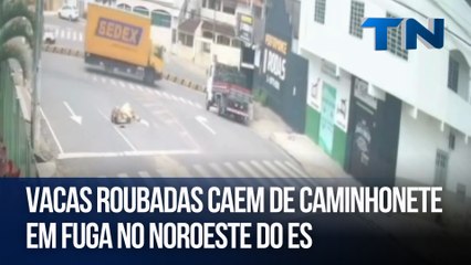 Vacas roubadas caem de caminhonete em fuga no Noroeste do ES