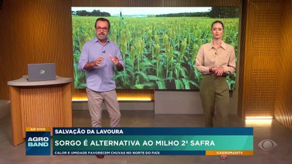 Sorgo é alternativa ao milho na 2ª safra