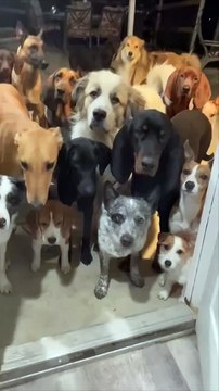 Dogs new viral funny video 😂 animal love 😘 genius dog viral funny video 📸#shorts #shortvideos #viralvideos #viralshorts #funnyvideo #funny #comedy #dog #animals