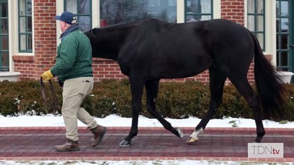 TDN Stallions: More Than Looks