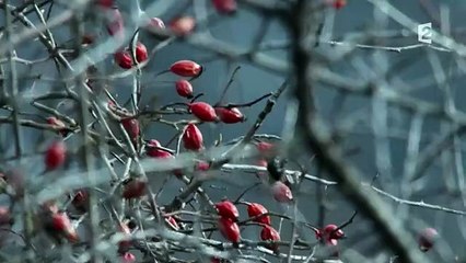 Vivre Avec Les Loups