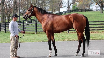 TDN Stallions: National Treasure