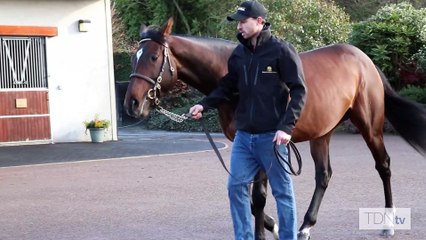 TDN Stallions: Look de Vega