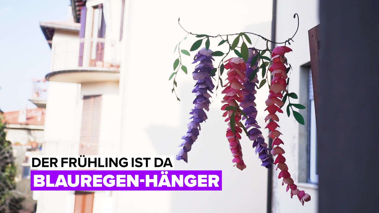 Der Frühling ist da: Blauregen-Hänger