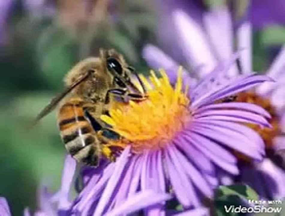 سورة النحل خالد الجليل 🌷صوت تقشعر له الابدان