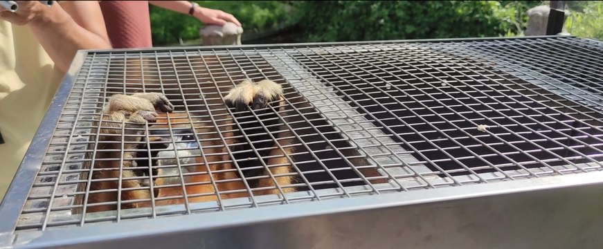 Trois singes dorés arrivés au zoo Pairi Daiza