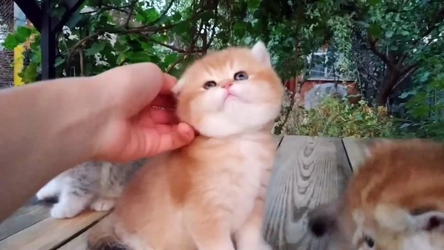 Three Little 🐾 Cutest Baby 🐾 British Kittens