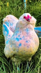 All video about birds life and hunting birds etc