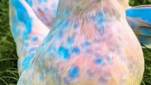 All video about birds life and hunting birds etc