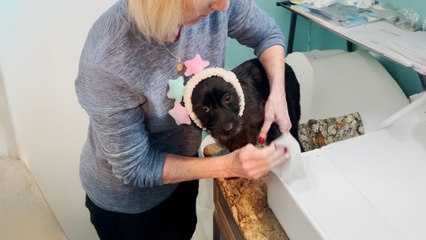 Dog Has Ultimate Nighttime Self-Care Routine With Mom