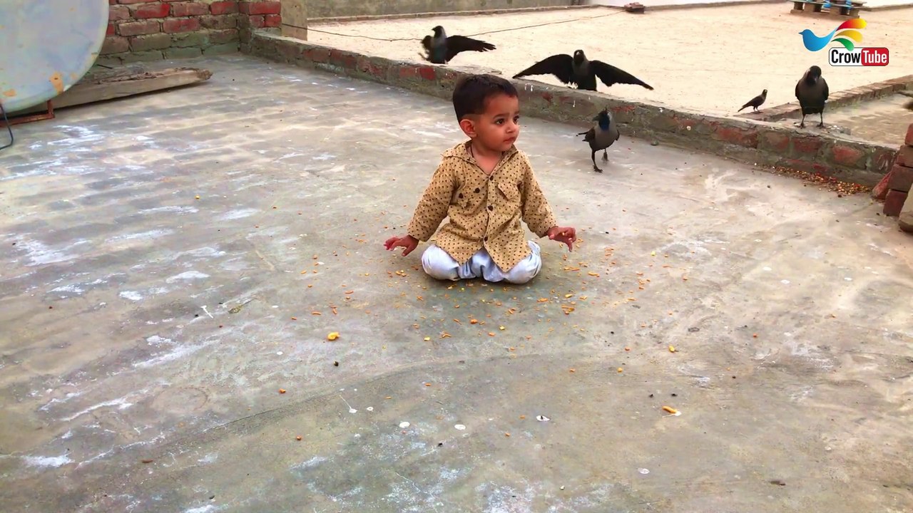 Crow Sounds | Crow Calling | Cute Baby Playing With Crows and Feed them P-17, #crow_tube