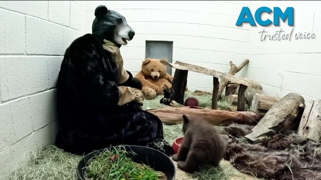 San Diego staff don bear suits to care for tiny orphaned cub
