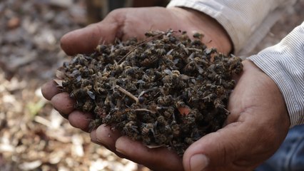 Reportan muerte masiva de abejas en Nohalal, comisaría de Tekax en extrañas condiciones