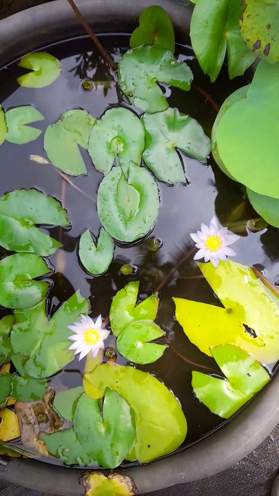 Lotus