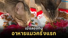 เมื่อได้ชิม Royal Canin ครั้งแรก แมวยายกินไม่หยุด แถมพูดได้ด้วย ชัดมาก