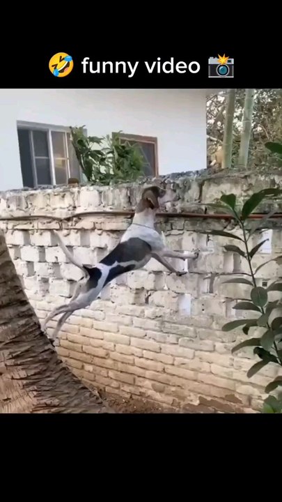 dog is watching his girlfriend