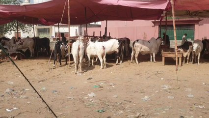 UP sunday bazar mandi