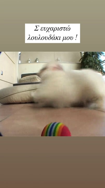 Το βίντεο του Κώστα Καπετανίδη για την απώλεια του σκύλου του