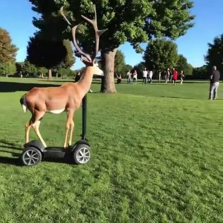 A real life antelope driving a Segway