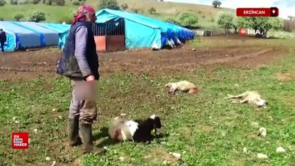 Erzincan’da ağıla giren kurtlar 15 kuzuyu telef etti, 15’ini yaraladı