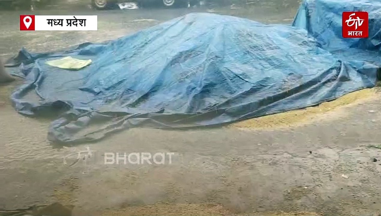बारिश बनी आफत, मंदसौर मंडी में भीगा गेहूं और सोयाबीन, किसानों को काटकर मिला भुगतान