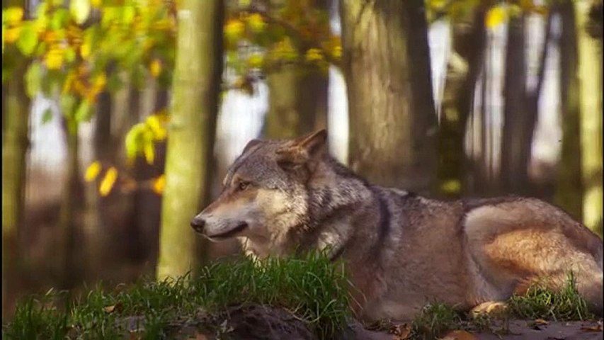 Wolf Stock Footage _ Howling _ Forest _ Free HD Videos - No Copyright
