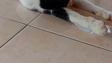 Kucing lagi tidur