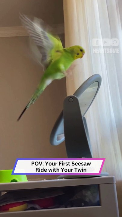 Parrot Sees Itself in Spinning Mirror… Drama Instantly Begins! 🦜😂