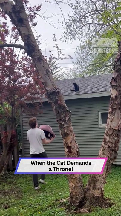 Dramatic Cat Demands a Royal Lift to Her Rooftop Throne 👑🐱