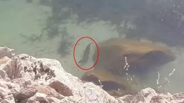 ‘Su samurları çöpte yiyecek arıyor, suyu kirletmeyin’