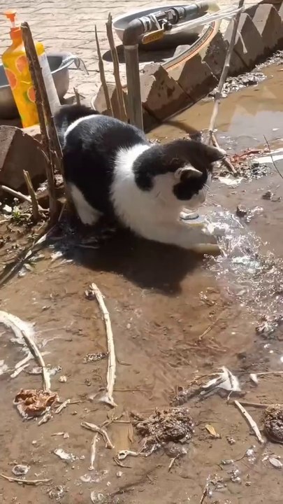 Playing patty cat in the water  cat love 😘 animals love 💞😘 cat lover 😍❣️#short #shortvideos #viralvideos #viralshorts #funny #funnyvideos #comedy #cat #animals