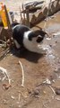 Playing patty cat in the water  cat love 😘 animals love 💞😘 cat lover 😍❣️#short #shortvideos #viralvideos #viralshorts #funny #funnyvideos #comedy #cat #animals
