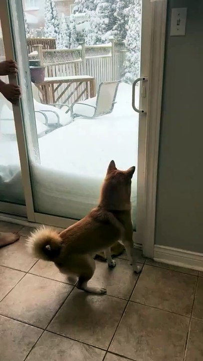 Dog first time seeing the snow 🌨️ dog viral funny video 😂 dog love 😘 dog lover 😍#shorts #shortvideos #funny #funnyvidros #viralvideos #viralshort #comedy #dog #animals #doglover