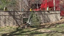 Peacock Tries to Dance And Impress His Partner But Fails
